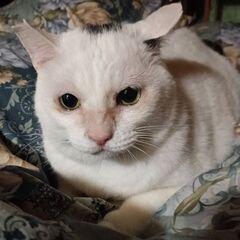 💚メロン色の目の白猫💚 - 八尾市