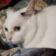 💚メロン色の目の白猫💚 - 猫