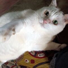 💚メロン色の目の白猫💚 − 大阪府
