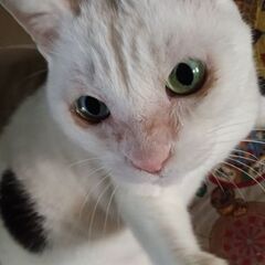 💚メロン色の目の白猫💚 - 里親募集
