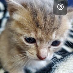 子猫(5匹)の里親見つかりましたฅ^•ω•^ฅ