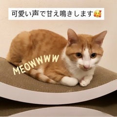 21日譲渡会お見合い調整可　穏やかな甘えん坊さんアクセル君😸🧡の画像