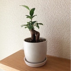 観葉植物　ガジュマル(20)　17cm　白いおしゃれな2号の鉢と...