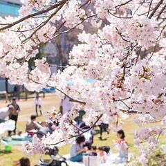 大阪　　巨大　お花見2024年　パーティーイベント