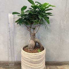 観葉植物［ガジュマル・３５cm］値下げ