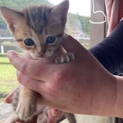 子猫(5匹)の里親見つかりましたฅ^•ω•^ฅ − 高知県