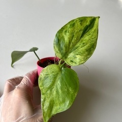 【値下げ】観葉植物　フィロデンドロン  ホワイトファントム