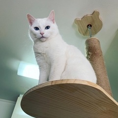 メス　白猫