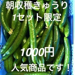 朝収穫きゅうり！1セット限定、1000円15本入りです！