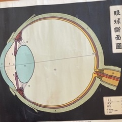 レア！眼球断面図