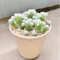 サボテン🌵ギンテマリ（銀手毬）