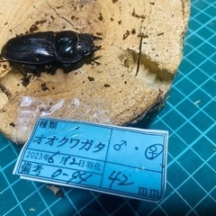 ①オオクワガタ    メス単品