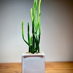 値下！マニアック観葉植物　鉢付き　お部屋が映える個性的なユーフォ...