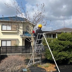 庭　草刈り　剪定　伐採　抜根　遊休土地　耕作休眠地　田んぼの画像