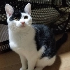 猫さん大好き，２匹目の友達に - 猫