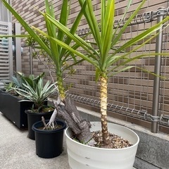 観葉植物　ユッカ　植木