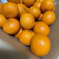 (商談中)③無料・清美オレンジ