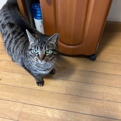 保護猫のキジトラちゃん − 和歌山県