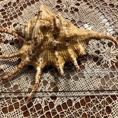 【ネット決済】沖縄県宮古島産　クモガイ　貝