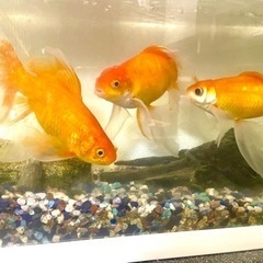 引き取り限定 2日まで 特大金魚10匹セット 引き取り限定 2日まで 特大金魚10匹セット