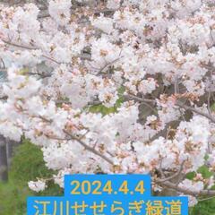 都筑区　桜🌸500円撮影会📸　本日〜