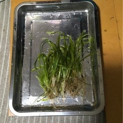 水草バリスネリア(約10株)