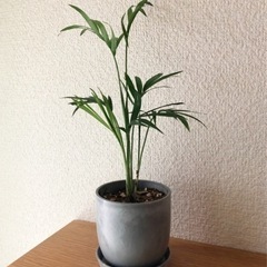 観葉植物　テーブルヤシ(38)　27cm　おしゃれな2号の鉢と受...