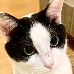 つるみ・猫のカギしっぽ譲渡会4月21日　 JR鶴見駅西口から徒歩５分　室内開催 − 神奈川県