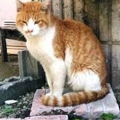 ３歳くらいの黄白。去勢済み - 猫