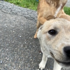 中型犬 4ヶ月メス子犬 ミックス犬 小倉南区 古賀市 − 福岡県