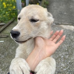 中型犬 4ヶ月メス子犬 ミックス犬 小倉南区 古賀市 - 犬