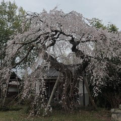 一緒にお花を見ながら歩きませんか？