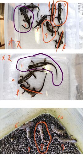 オキナワシリケンイモリ