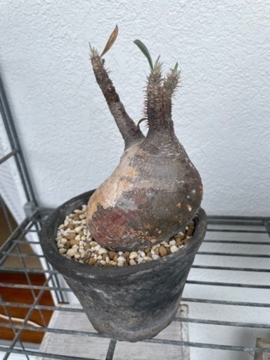 塊根植物⑤