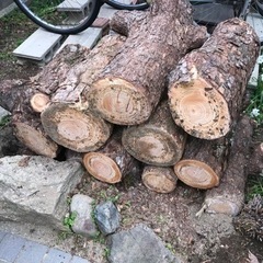 薪、マキ、伐採した木(松)　