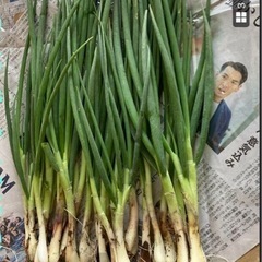 わけぎ　期間限定　希少　美味