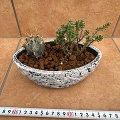 サボテン 寄植え