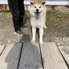 秋田犬女の子