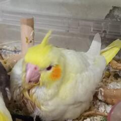 手乗りオカメインコ