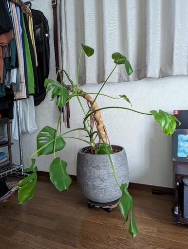 【ACTUS購入】観葉植物 モンステラ