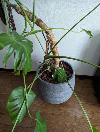 【ACTUS購入】観葉植物 モンステラ