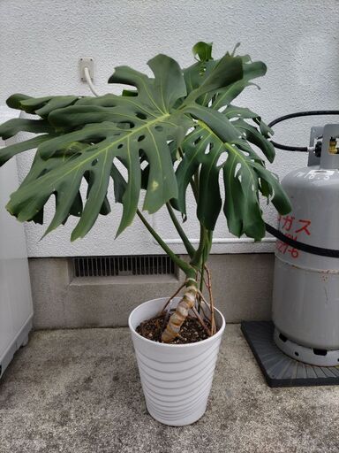 観葉植物、モンステラ