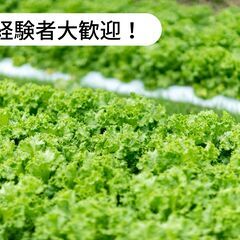 愛媛県東温市田窪でハウス内でのリーフレタスの収穫・運搬・定植作業...