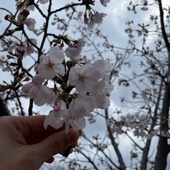 🌸桜咲く出逢いの季節！！お花見イベント開催します🍡😳