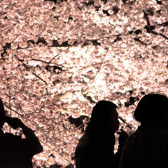 【男性急募！】桜満開の目黒川をお散歩する婚活パーティー男性急募中！！の画像