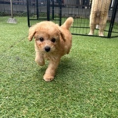 【飼い主様決まりました】トイプードルの男の子🍎