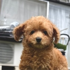 【飼い主様決まりました】トイプードルの男の子🌱