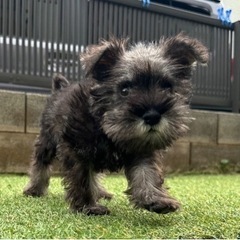 【飼い主様決まりました】Mシュナウザーの男の子❄️