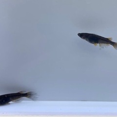 メダカ　クラミツハ〜乱〜幼魚10匹