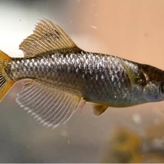 西郷メダカ様ブリード 橙 1ペア